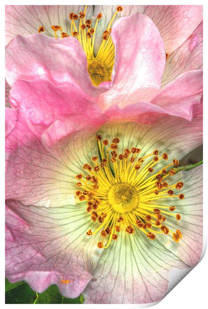 Wild Roses Print by stephen walton