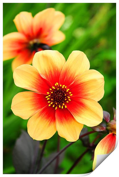 The Yellow and Red Dahlia Print by stephen walton