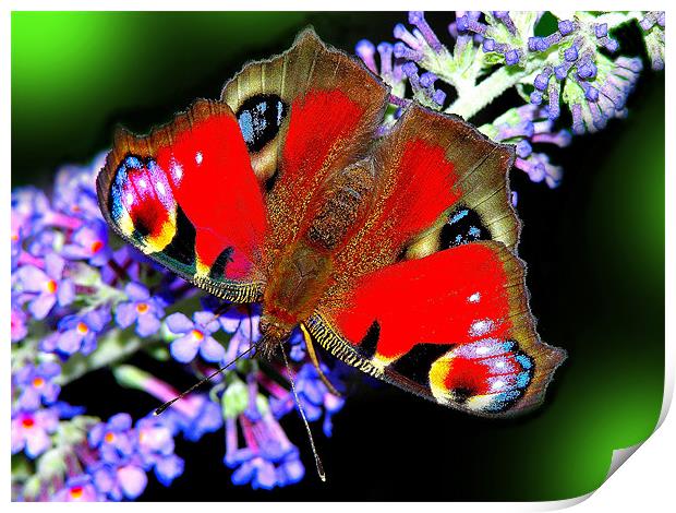 The Peacock Butterfly 2 Print by stephen walton