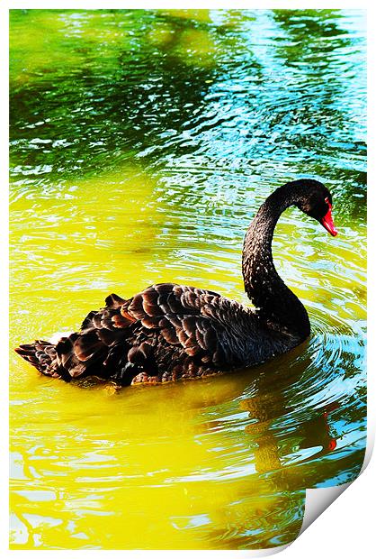 The Black Swan Print by stephen walton