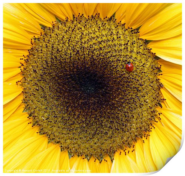 Sunflower and friend Print by Howard Corlett