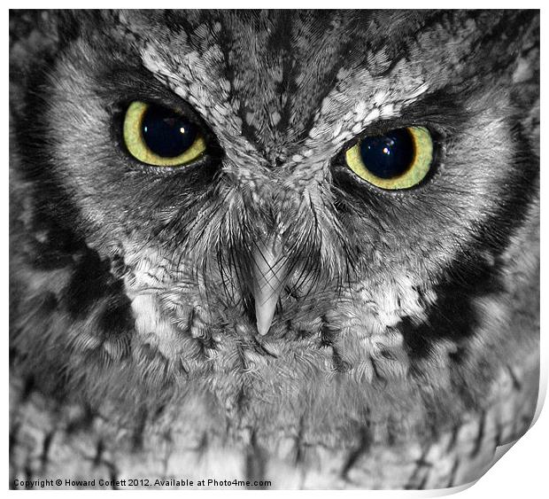 Screech owl Print by Howard Corlett