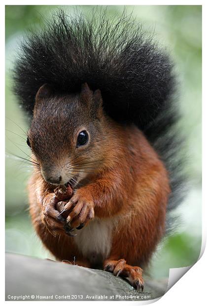 Red squirrel Print by Howard Corlett