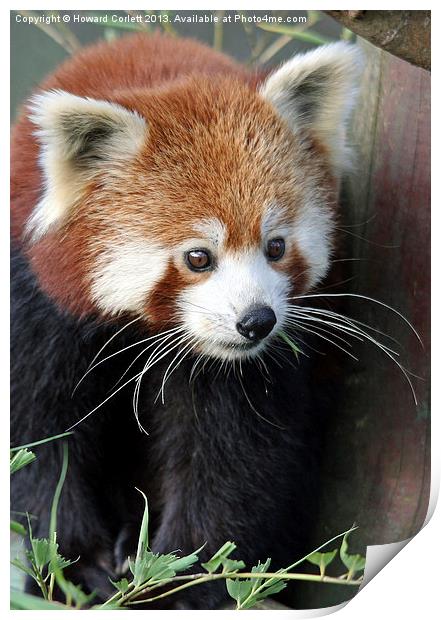 Red panda Print by Howard Corlett