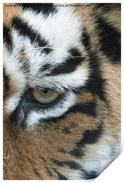 Eye of the tiger Print by Howard Corlett