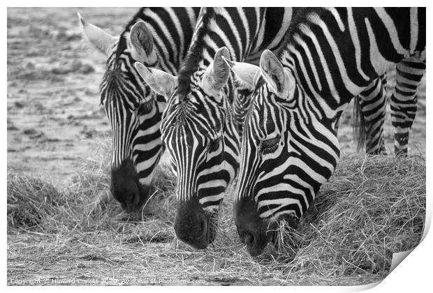 Zebra trio with heads down Print by Howard Corlett