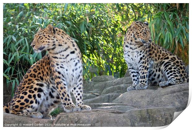 Amur Leopards Print by Howard Corlett