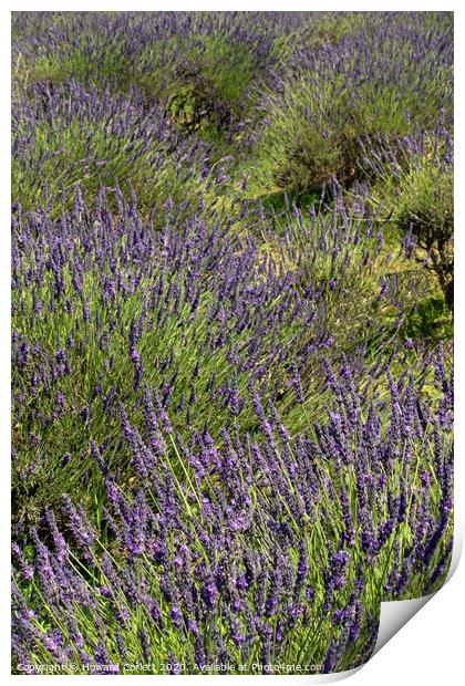 Lavender Fields Print by Howard Corlett