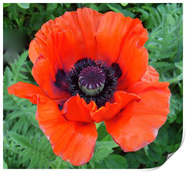 Red Poppy Print by ANGELA MCCLINTON