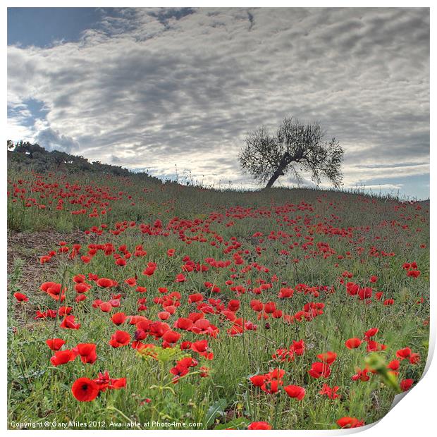 Axarquia Poppies Print by Gary Miles