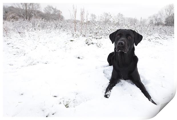 Black Labrador in the snow Print by Simon Wrigglesworth