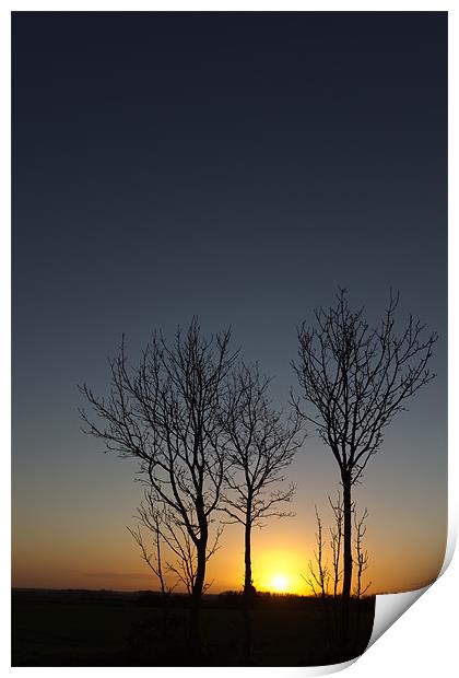 Trees at Sunset Print by Simon Wrigglesworth
