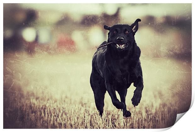 Running - Black Labrador Print by Simon Wrigglesworth