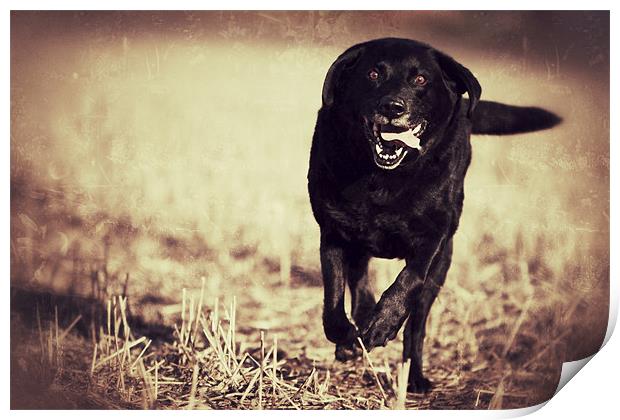 Jack - Black Labrador Print by Simon Wrigglesworth