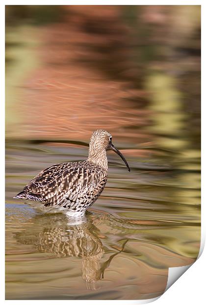 Wading - Curlew Print by Simon Wrigglesworth