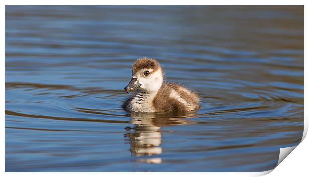 Springtime - Gosling Print by Simon Wrigglesworth