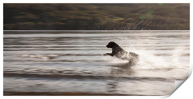 Its Fun Chasing Sticks Print by Simon Wrigglesworth