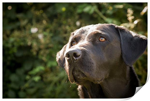 Summer Sun - Labrador Print by Simon Wrigglesworth