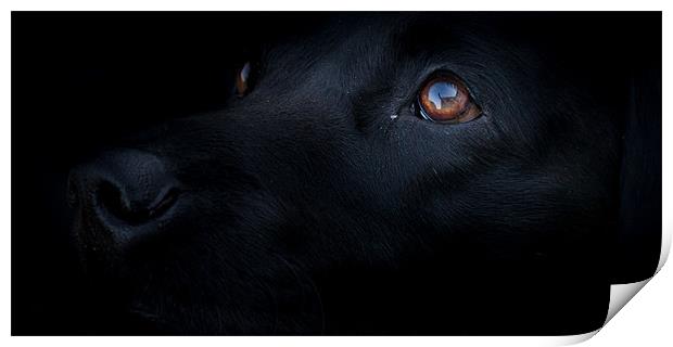 Blacked Out - Labrador Print by Simon Wrigglesworth
