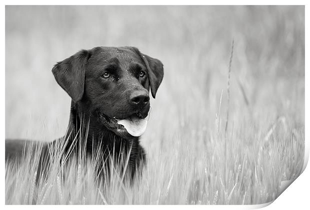 Black Labrador in Field Print by Simon Wrigglesworth