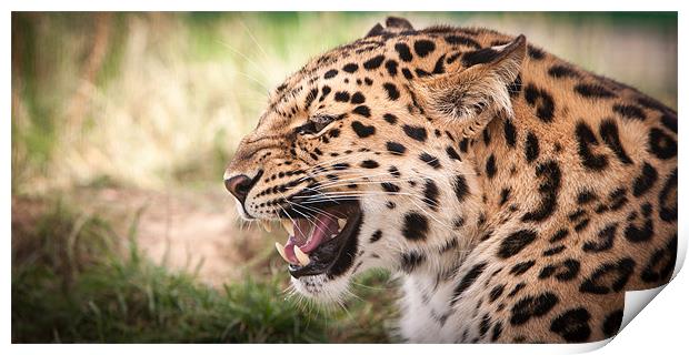Snarling Amur leopard Print by Simon Wrigglesworth