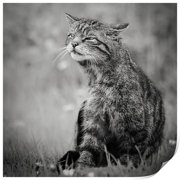 Scottish Wildcat Print by Simon Wrigglesworth