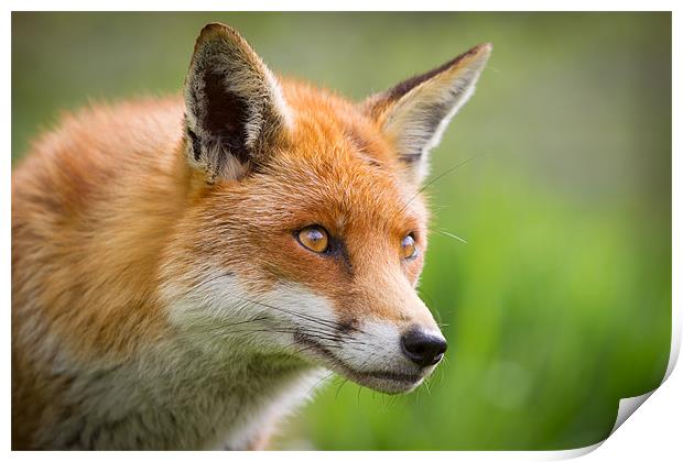 Red Fox Print by Simon Wrigglesworth