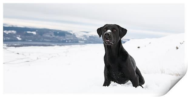 Black labrador in the snow Print by Simon Wrigglesworth