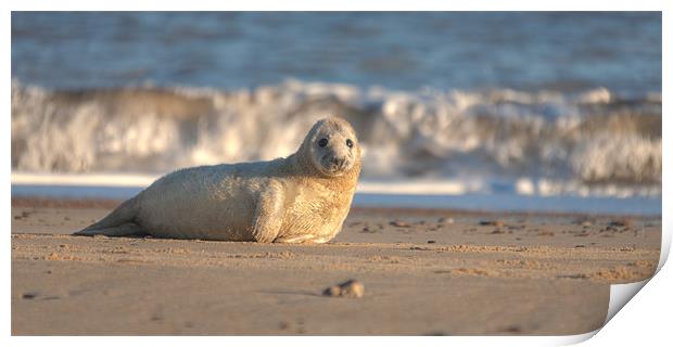 Seal Pup Print by Simon Wrigglesworth
