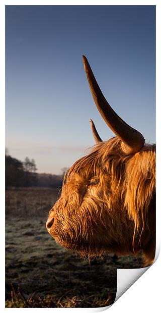 Highland cow at sunrise Print by Simon Wrigglesworth