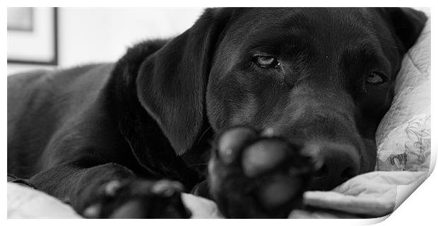 Sleepy labrador Print by Simon Wrigglesworth