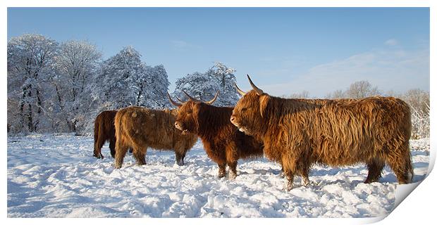 Highland cattle in the Snow Print by Simon Wrigglesworth