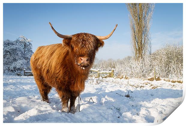 Highland cow in snow Print by Simon Wrigglesworth
