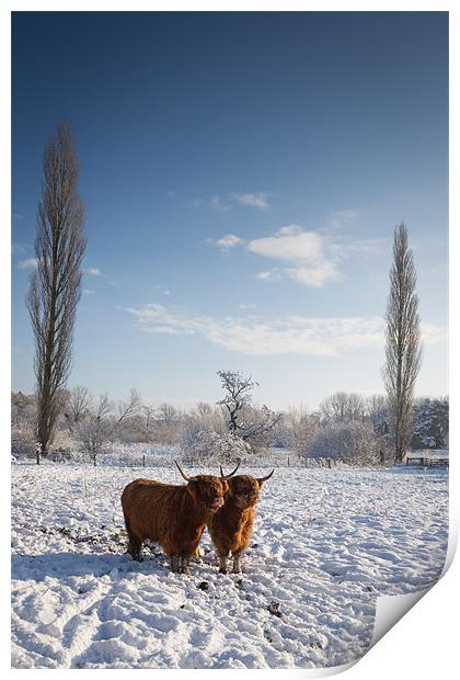 Highland Cows in snow Print by Simon Wrigglesworth