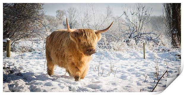 Highland Cow in Snow Print by Simon Wrigglesworth