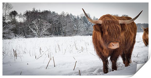 Highland cow in snow Print by Simon Wrigglesworth