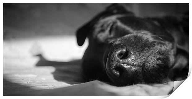 Black Labrador Asleep Print by Simon Wrigglesworth