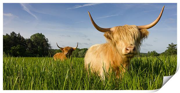 Highland Cattle - Summer Print by Simon Wrigglesworth