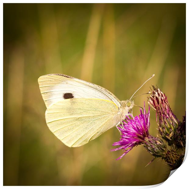 Summer Meadows - Large White Print by Simon Wrigglesworth