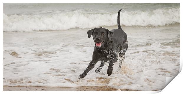 Black Labrador at the beach Print by Simon Wrigglesworth