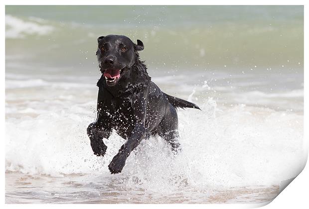 Black Labrador in the sea Print by Simon Wrigglesworth