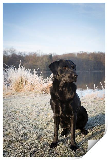 Black Labrador in the Frost Print by Simon Wrigglesworth