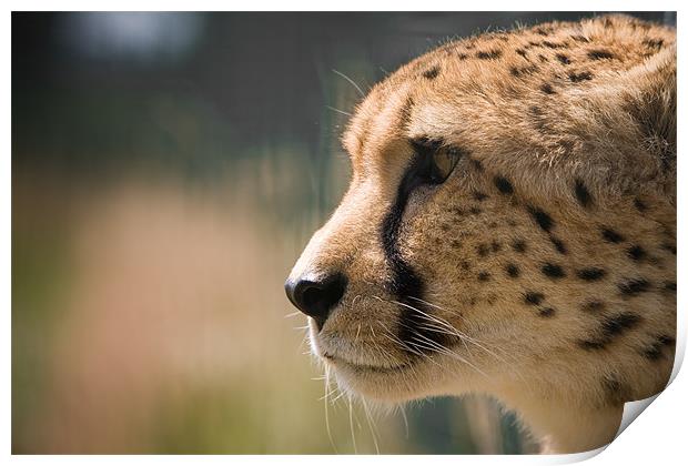 Cheetah Profile Print by Simon Wrigglesworth