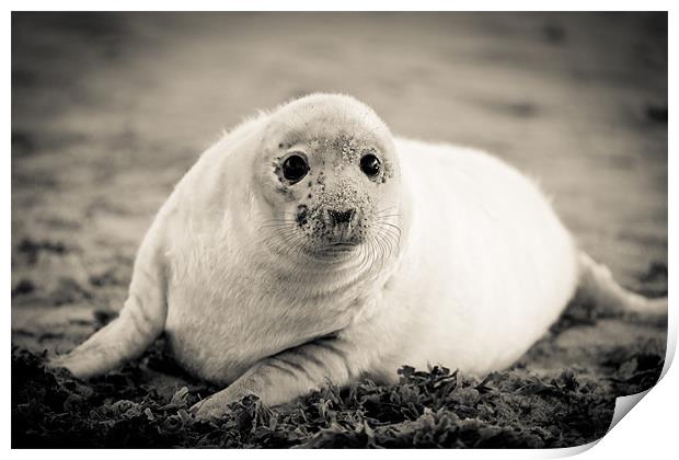 Lonely Seal Pup Print by Simon Wrigglesworth
