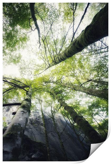 Reaching for the light Print by Simon Wrigglesworth