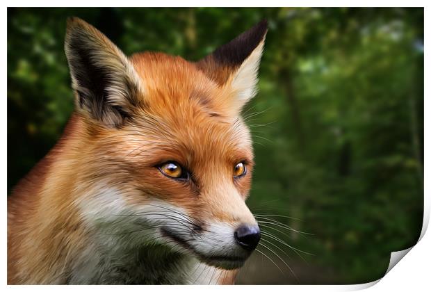 Foxy Print by Simon Wrigglesworth