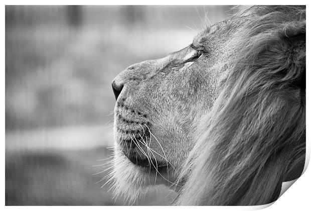 Leo - Lion Profile Print by Simon Wrigglesworth