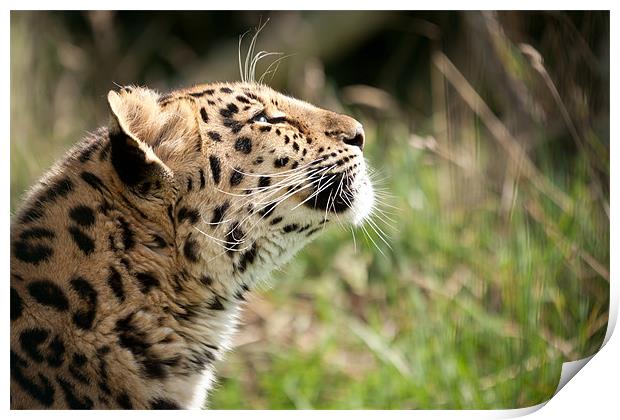 Suncatcher - Amur leopard Print by Simon Wrigglesworth