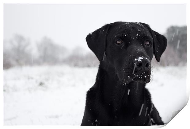 Snow Business - Black Labrador Print by Simon Wrigglesworth