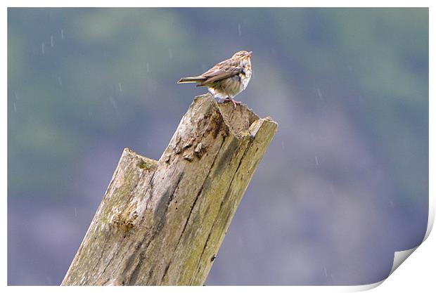 Spotted Flycatcher in the Rain Print by Paul Leviston